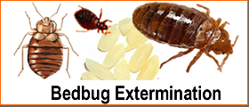Bed Bug Applications